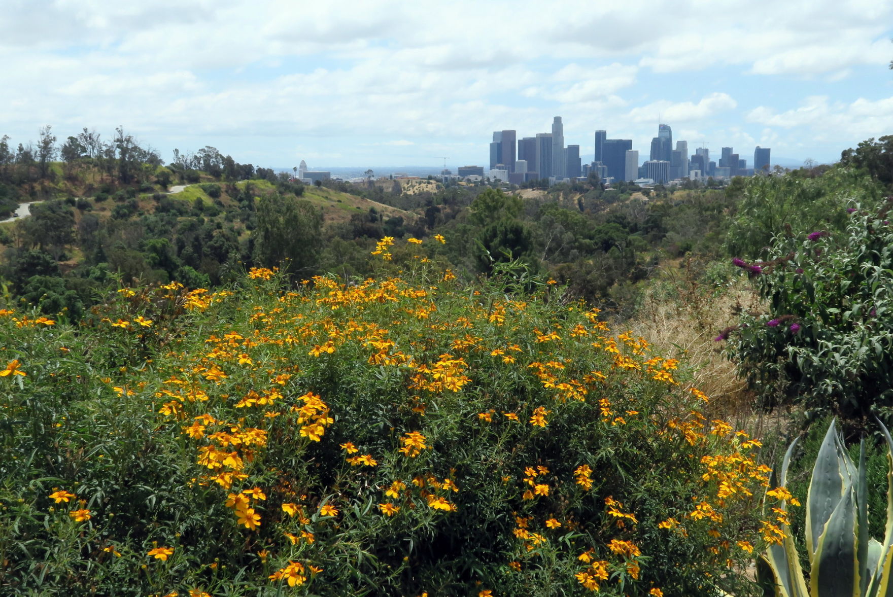 Downtown View from Park Drive
